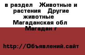  в раздел : Животные и растения » Другие животные . Магаданская обл.,Магадан г.